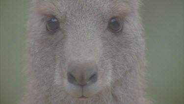 kangaroo looking to camera