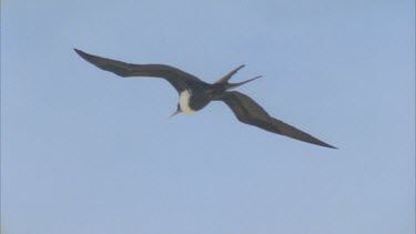 single bird flying against blue sky gliding