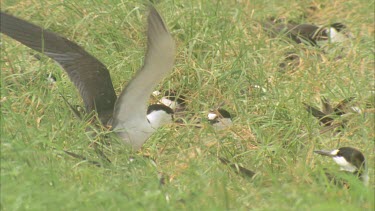 fighting with beaks