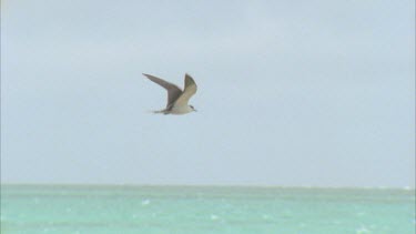 slow flying against blue grey sky