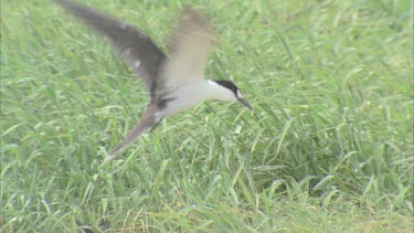 bird in air flaps wings against wind then lands