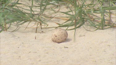 egg on sand