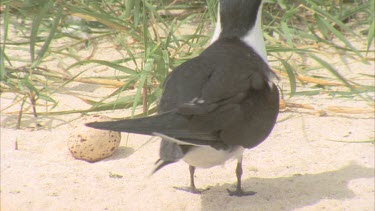 adult tern cautiously protectively walks over egg eventually sits on it