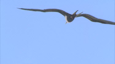 single bird flying against blue sky gliding