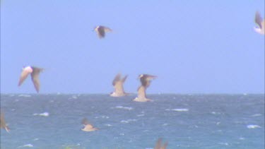 flock flies into wind against blue sky and ocean