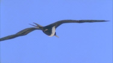 single bird flying against blue sky gliding