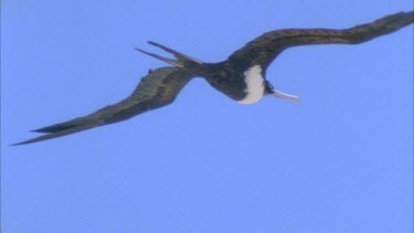 single bird flying against blue sky gliding