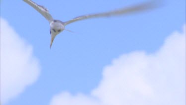 Lesser frigates flying against blue sky gliding