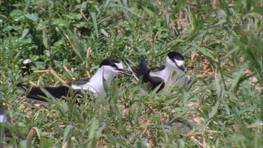 young hatchling begging and parent feeds regurgitate in grass well camouflaged