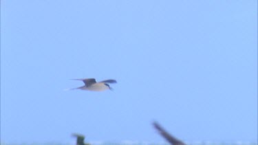 terns hovering over grassy colony
