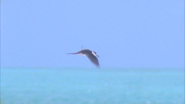 tern flying over ocean and against blue sky