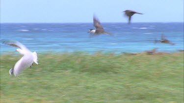 gull lands in tern colony