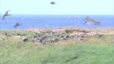 single tern flies into wind above the grassy colony