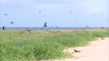 terns flying into wind over long coastal grass