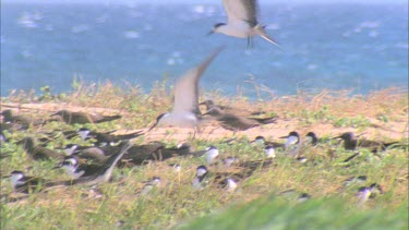 terns landing into the wind sitting on grassy dune above ocean