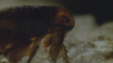 flea preparing to jump