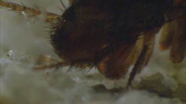 flea preparing to jump cu legs pan to head