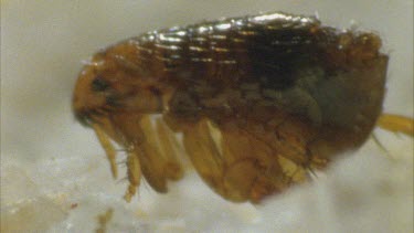 flea preparing to jump
