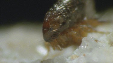 flea preparing to jump cu abdomen
