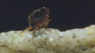 flea jumping