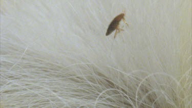 flea crawling through cat fur