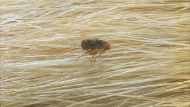 flea crawling through cat fur flea exits frame