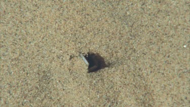 spider covering mouth of burrow with sand