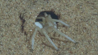 cu of spinnerets as spider creates burrow