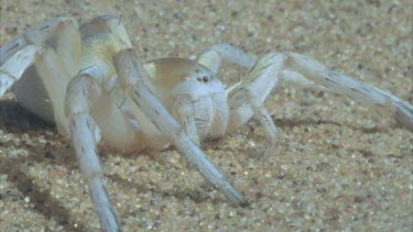 spider eyes mandibles legs