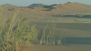 Desert with sand dunes in background