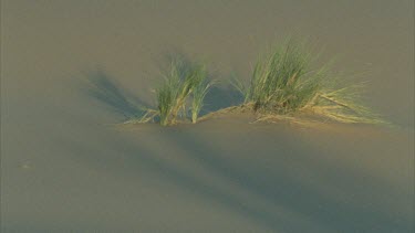 outcrop of grass on sand dune
