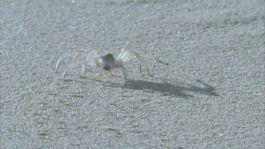 spider scurrying over surface of dune lifts its body off hot Desert sand to keep cool