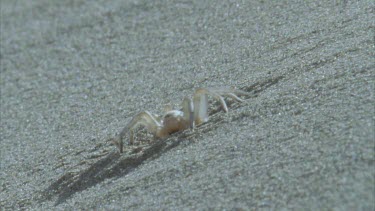 spider on surface of dune starting to dig burrow