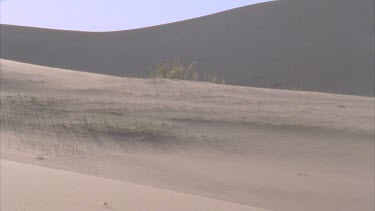 grass growing on sand dune