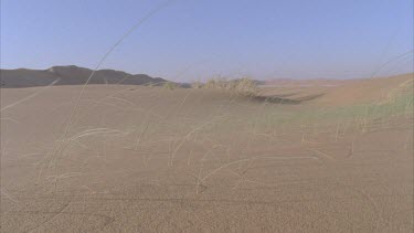 grass in Desert blowing in the wind