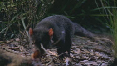 Tasmanian devil gnawing at wallaby carcass Tasmanian devil walks toward camera to carcass