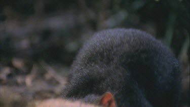 Tasmanian devil gnawing at wallaby carcass licking