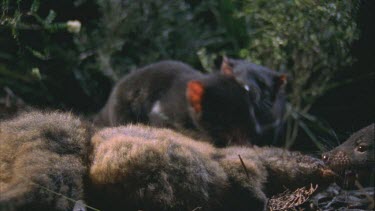 three Tasmanian devils gnawing feeding fighting on wallaby carcass.