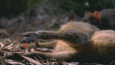 Tasmanian devil over wallaby carcass