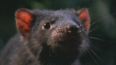 Tasmanian devil over wallaby carcass