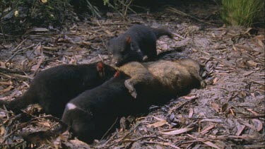 three Tasmanian devil over wallaby carcass