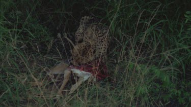 chewing on carcass wearing radio collar