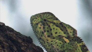 Chameleon head shot, turret eyes moving. Climbing up tree, moving through branches, climbing in foliage