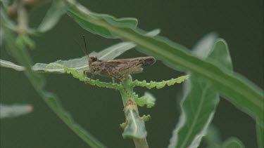 pan from grasshopper to Chameleon head shot, turret eyes moving.