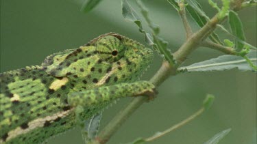 Chameleon head shot, turret eyes moving. Moving through foliage.