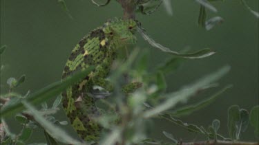 Chameleon catching grasshopper with sticky tongue towards camera. Continues to chews prey