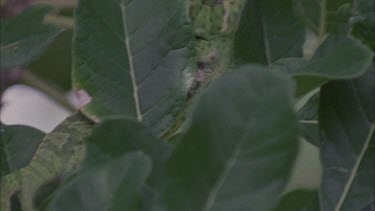 Chameleon climbing up tree., moves into foliage, well camouflaged.