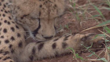 cheetah resting, licking, preening