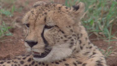 cheetah resting, panting heavily head shot