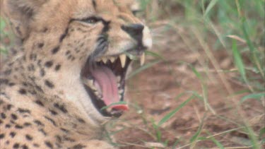 cheetah yawning